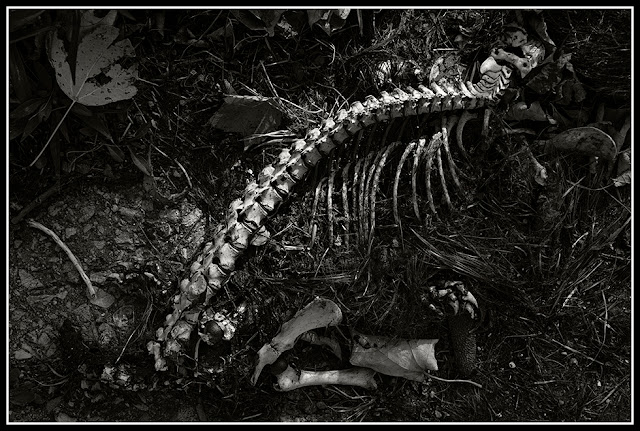 Nova Scotia; Petite Riviere; Autumn; Dead; Bones; Roadkill