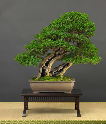 Pohon Bonsai Ligustrum