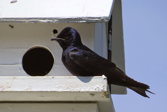 Purple Martin Pictures Birds