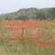 View album