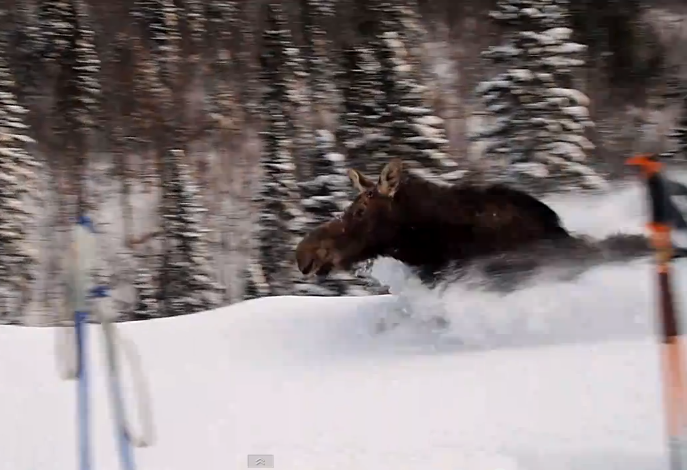 Trapped Moose Runs Past Skiers In Chest Deep Snow | This is Impressive!