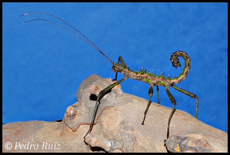 Macho adulto de Spinohirasea bengalensis, 5 cm de longitud