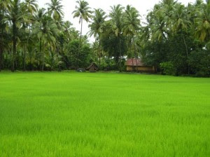 tour to kerala