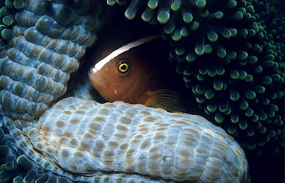 Orange skunk anemonefish (Amphiprion sandaracinos)