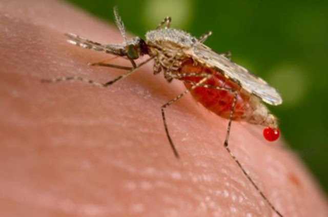 Nyamuk Apa Saja Yang Paling Berbahaya Di Dunia? Mari Kita Bahas Bersama