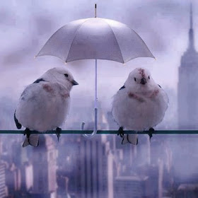 sparrow-couple-wallpaper