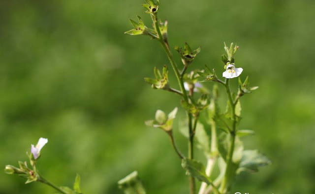 Mazus Japonicus Flowers Pictures