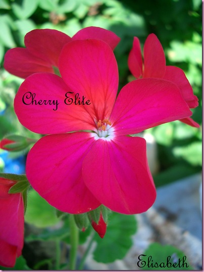 Pelargoner 17 juli 09 050