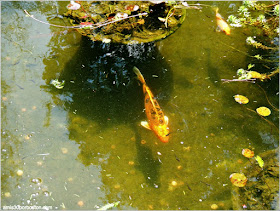 Dallas Arboretum & Botanical Garden: Peces Koi