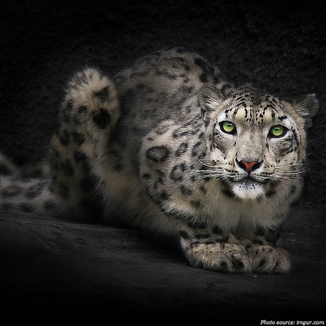 Interesting facts about snow leopards