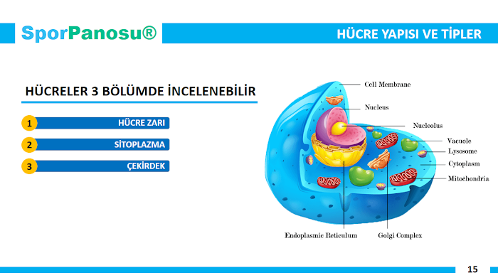 Spor Anatomisine Giriş