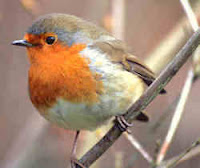 Robin