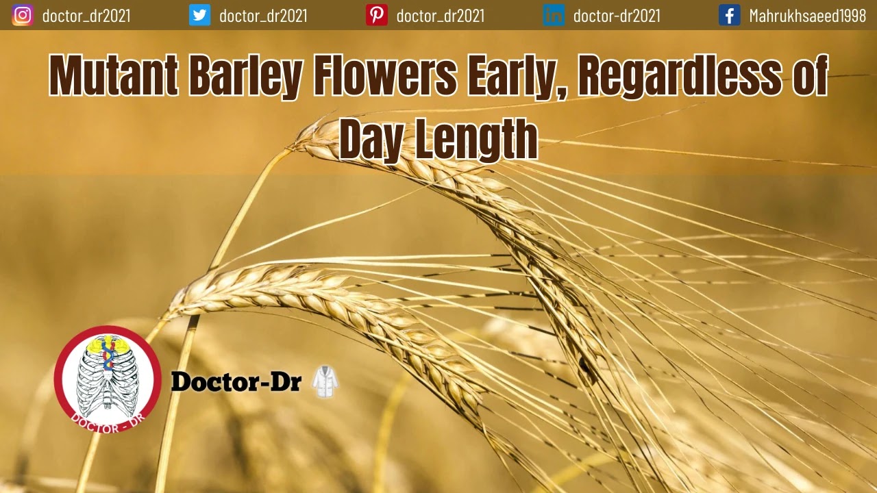 Breaking the Clock: Mutant Barley Flowers Early, Regardless of Day Length