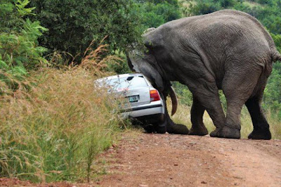 What Not To Do On A Safari Seen On www.coolpicturegallery.us