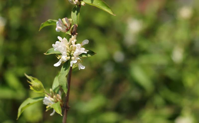 Amur Honeysuckle Flowers Pictures