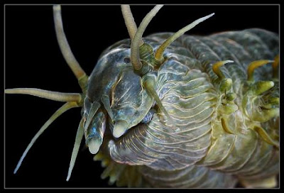 15 Amazing Creatures from Russia's White Sea Shot in Macro Seen On www.coolpicturegallery.us