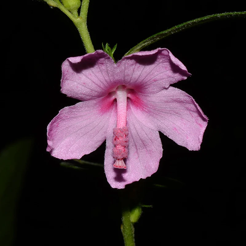 Pinkburr flower, a beautiful weed
