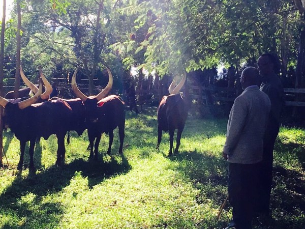 President Kagame Awarded President Magufuli with five Cows