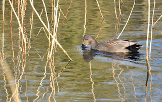 Drake gadwall