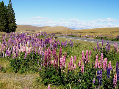 Wild Lupins.