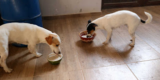 Porridge for breakfast for the puppies