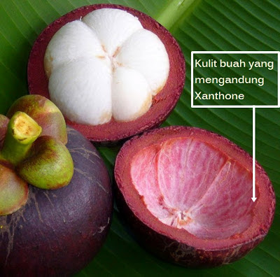 khasiat xanthone dalam kulit buah manggis