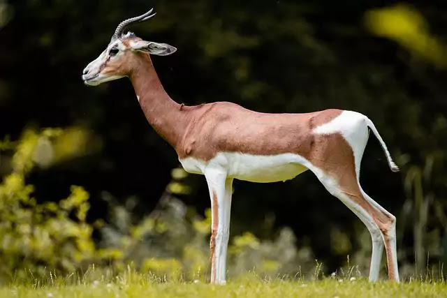 Top 12 fastest land animals in the world