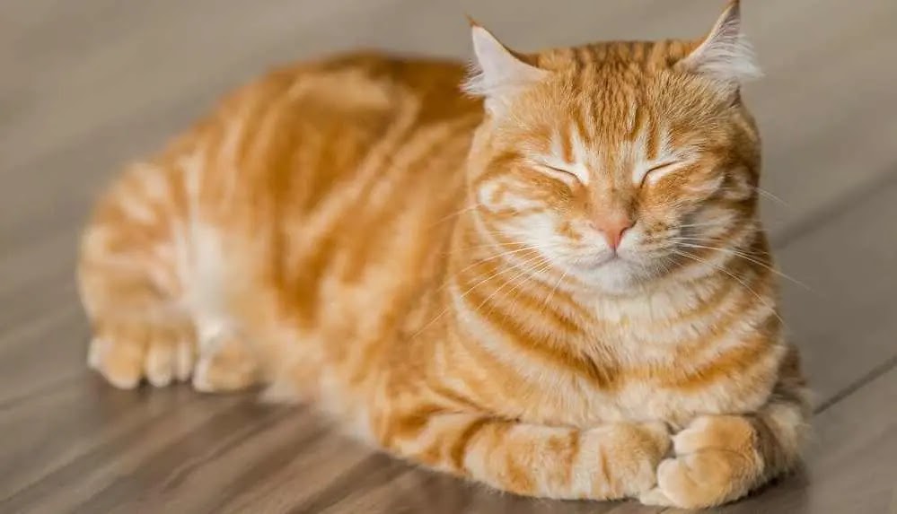 Rüyada Sarı Kedi Görmek Ne Anlama Gelir?