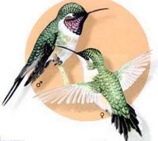 colibri hada de cara rosada Eulidia yaerrellii aves de Perú en extincion