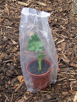 Pot covered with plastic bag