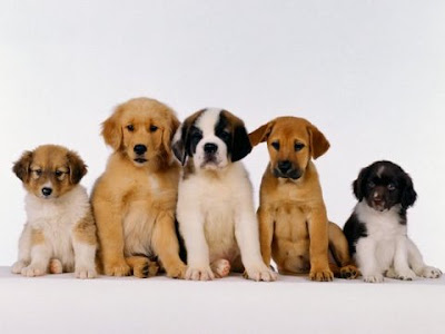 cute puppies and dogs. dogs,cute puppy kittens If