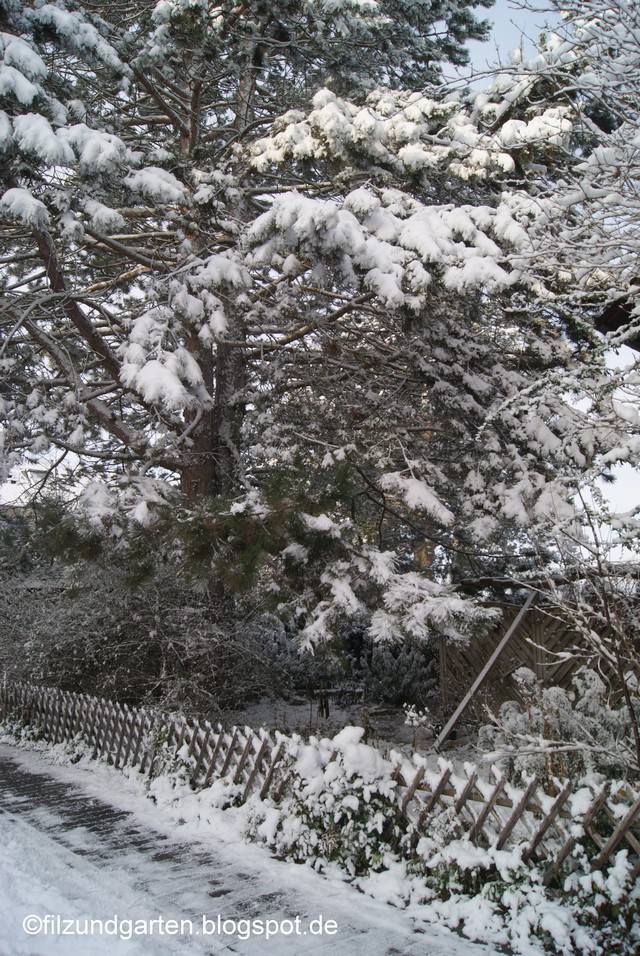 Schwarzkiefer fängt den Schnee ab