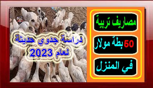 "تربية البط المولار في المنزل"افضل انواع البط المولار"البط المولار ابو عين حمراء"دراسة جدوي تربيةا لبط"دراسة جدوي تربية المولار"مصاريف تربية البط المولار"