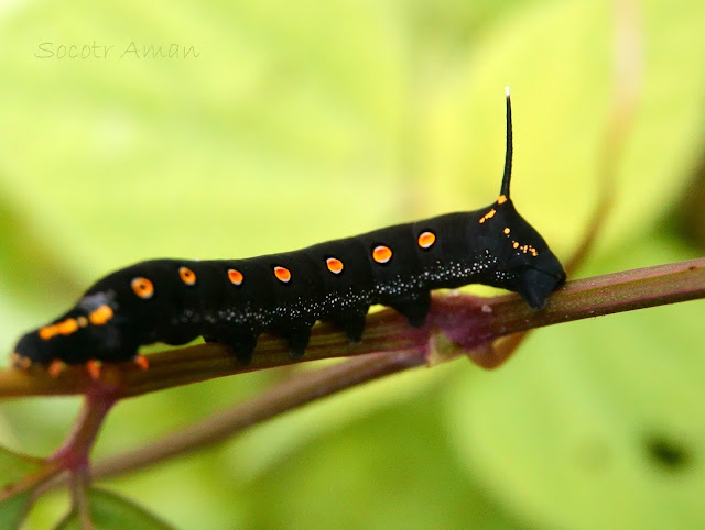 Theretra oldenlandiae