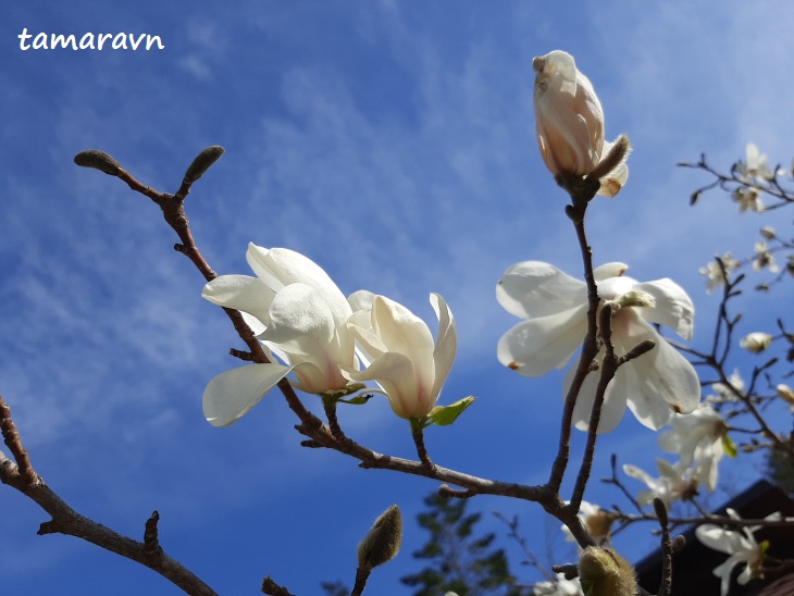 Магнолия кобус (Magnolia kobus)