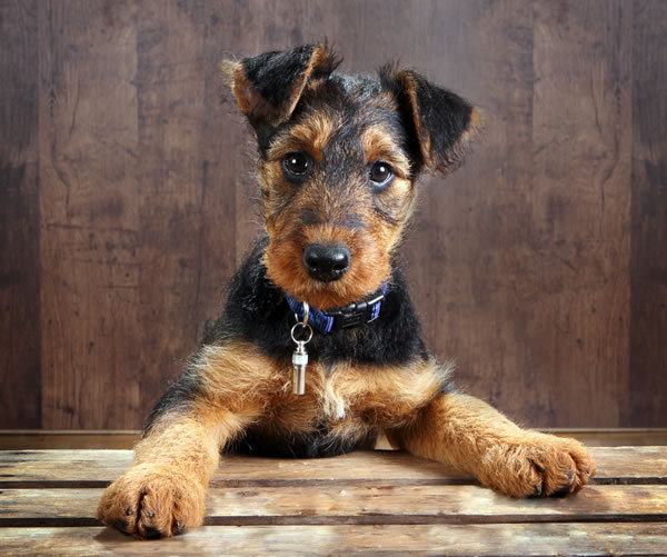 Airedale Terrier Dog Lovers: Training Your Airedale ...