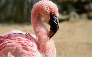 Flamingo wallpaper and photo