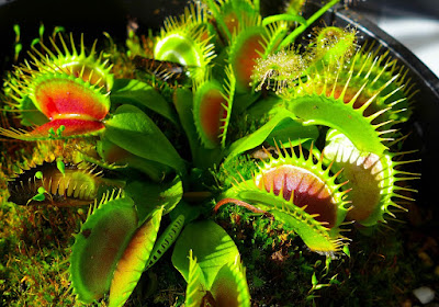 carnivorous plants