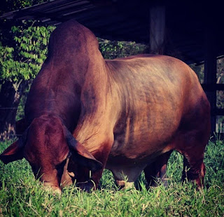 Brahman rojo