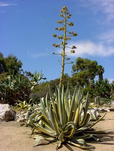  Agave Americana