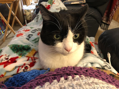 black and white cat on a blanket