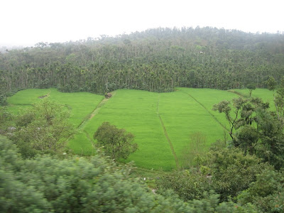 Wester Ghats Greenery All Over