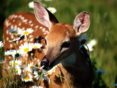 Deer Photo