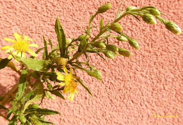 Solidago virgaurea L., Solidago verga d'oro, Verga d'oro, Virga aurea, Virgaurea, Herba iudaica, Herba pagana
