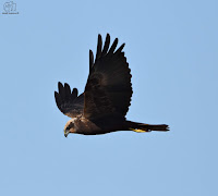 aguilucho lagunero occidental​ (Circus aeruginosus) 