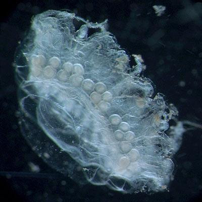 百慕達 詭異 生物