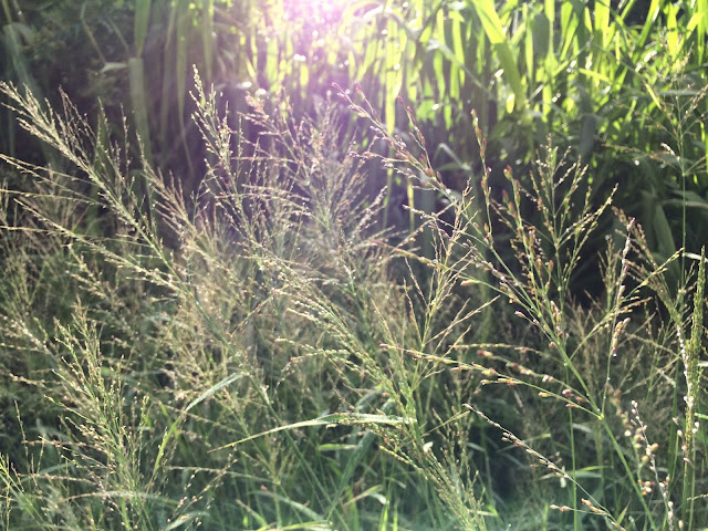 light grass Maui Hawaii