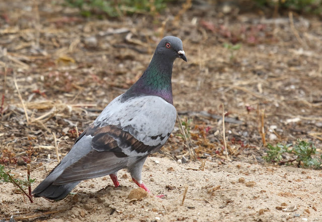 Rock Pigeon