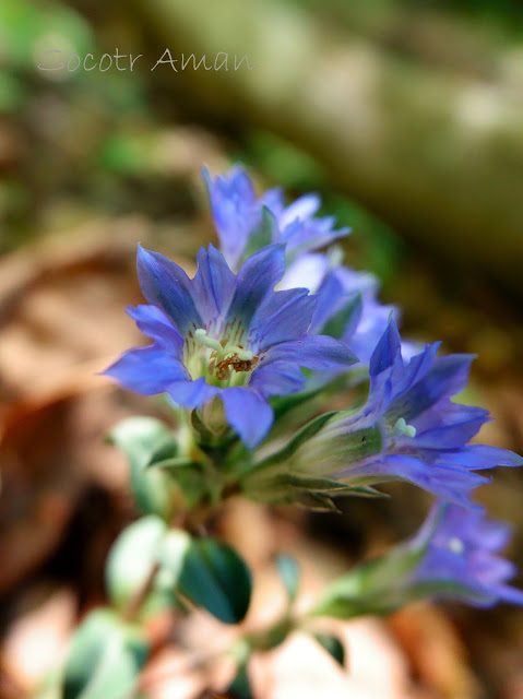 Gentiana zollingeri