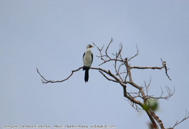 Little-pied Cormorant (Microcarbo melanoleucos) in Kofiau island